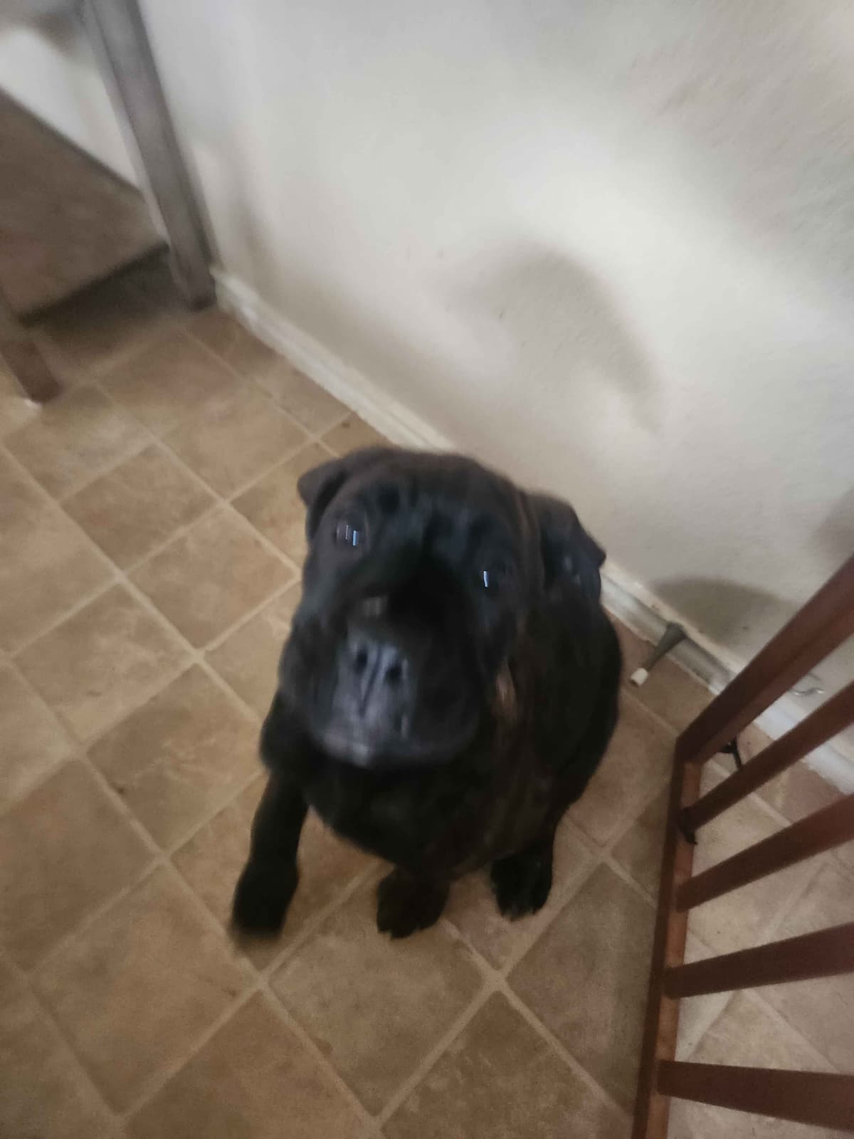 Cane Corso Puppies breeder image 3