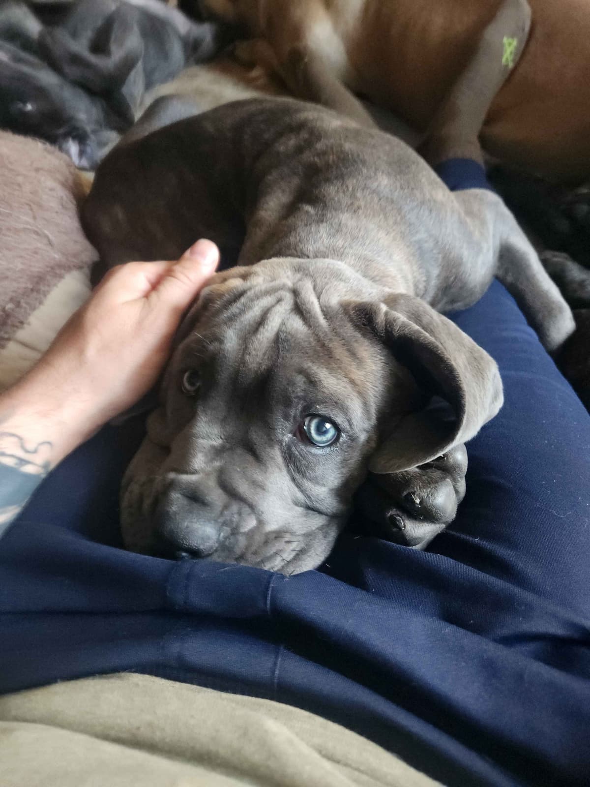 Cane Corso Puppies breeder image 5