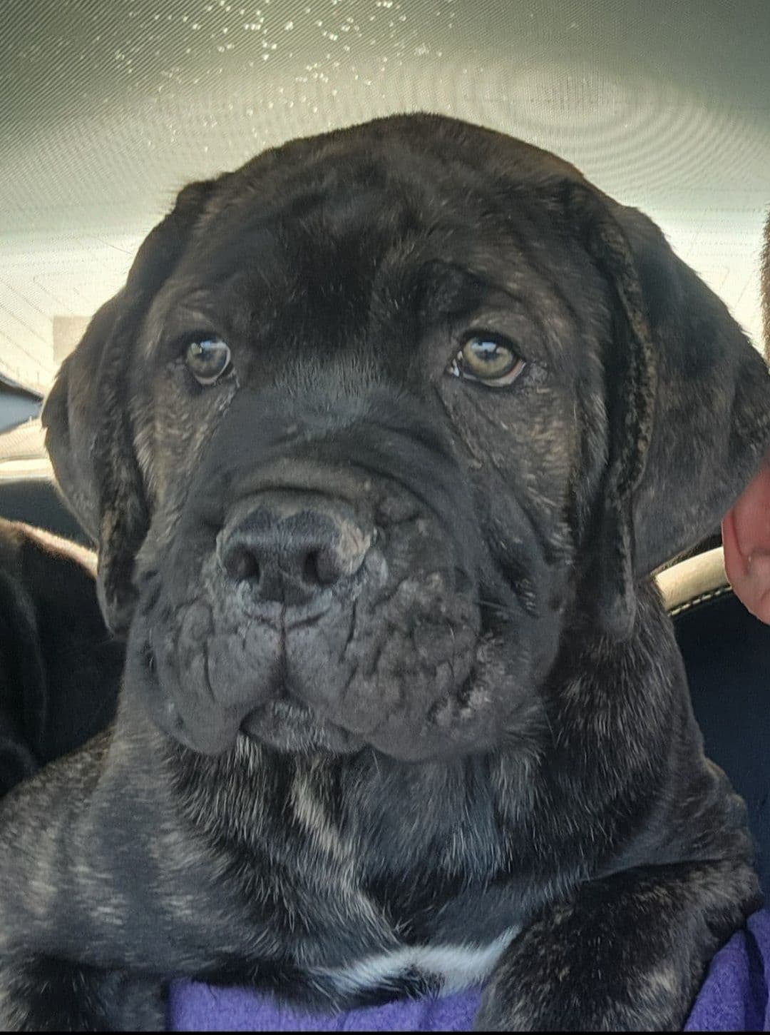 Cane Corso Puppies breeder image 7