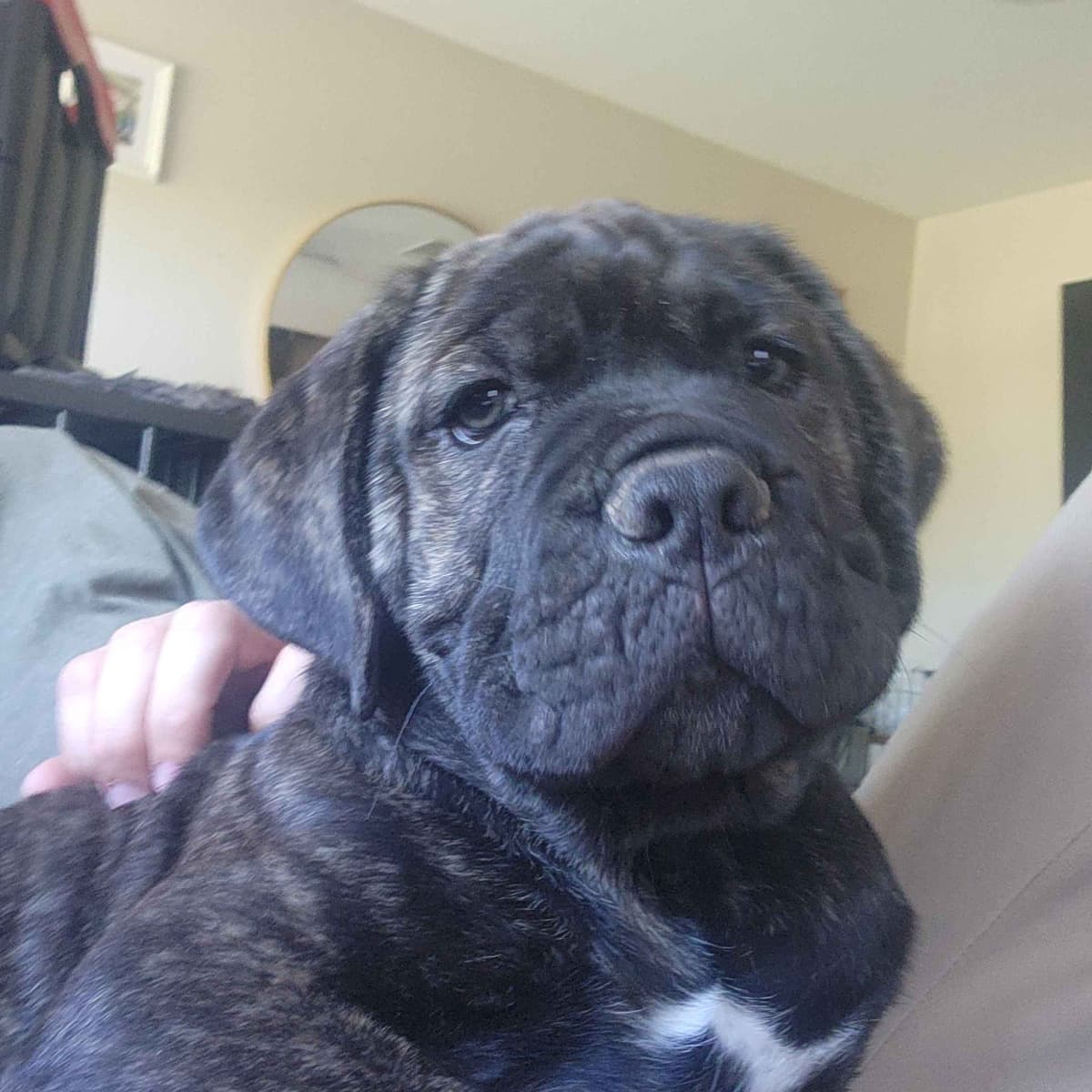 Cane Corso Puppies breeder image 6