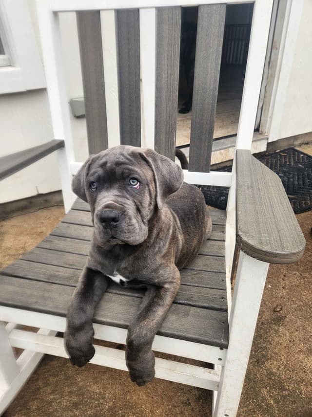 Cane Corso Puppies media 4