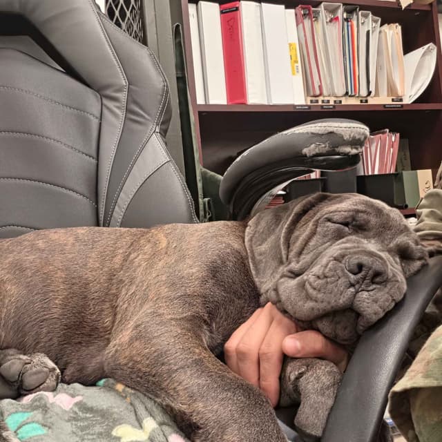 Cane Corso Puppies media 12