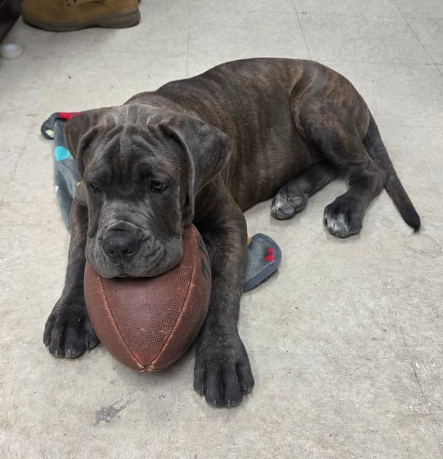 Cane Corso Puppies media 13