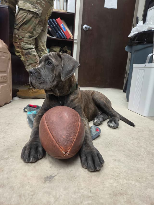 Cane Corso Puppies media 14