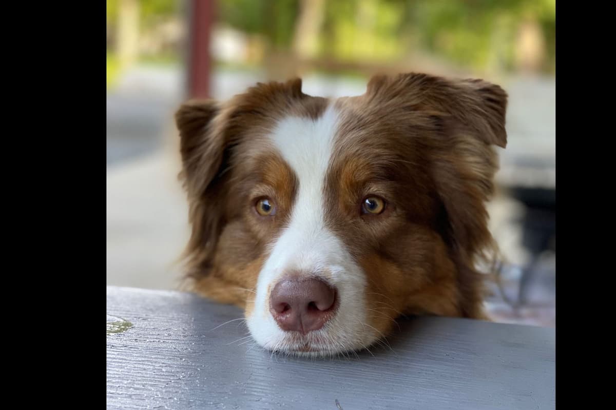 Australian Shepherd Puppies breeder image 5