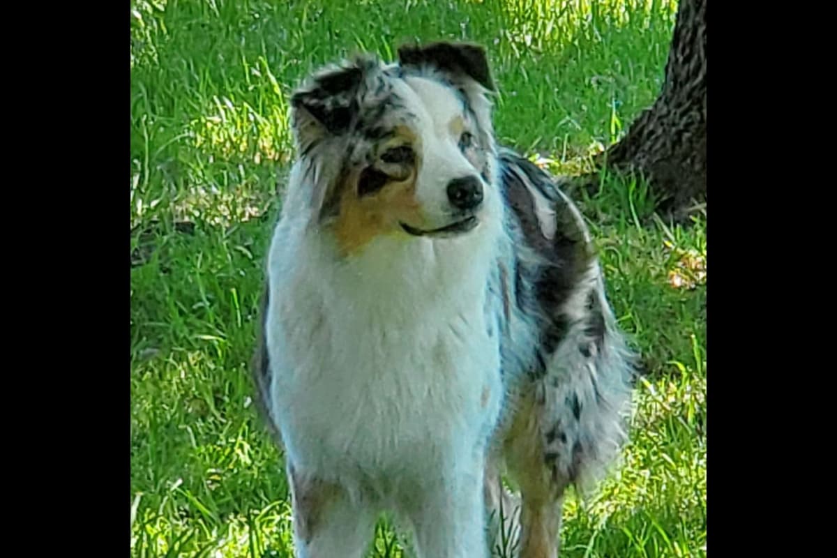 Australian Shepherd Puppies breeder image 7