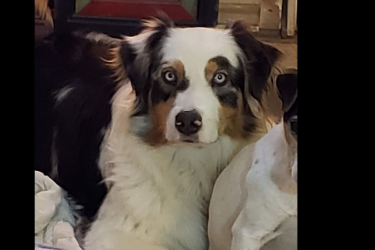 Australian Shepherd Puppies breeder image 8