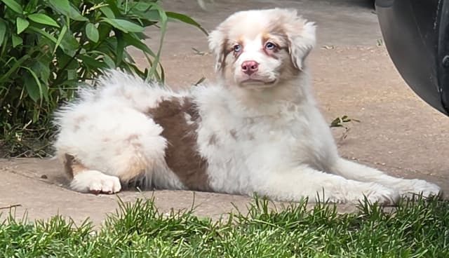 Australian Shepherd Puppies media 2