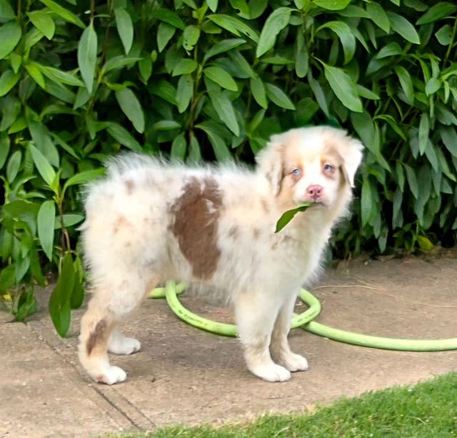 Australian Shepherd Puppies media 3