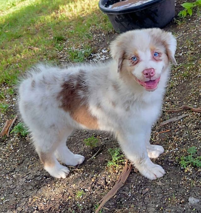 Australian Shepherd Puppies media 5