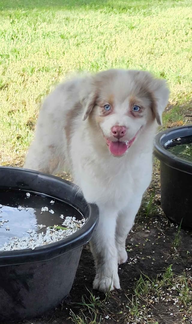 Australian Shepherd Puppies media 4