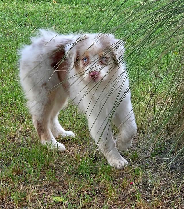 Australian Shepherd Puppies media 7