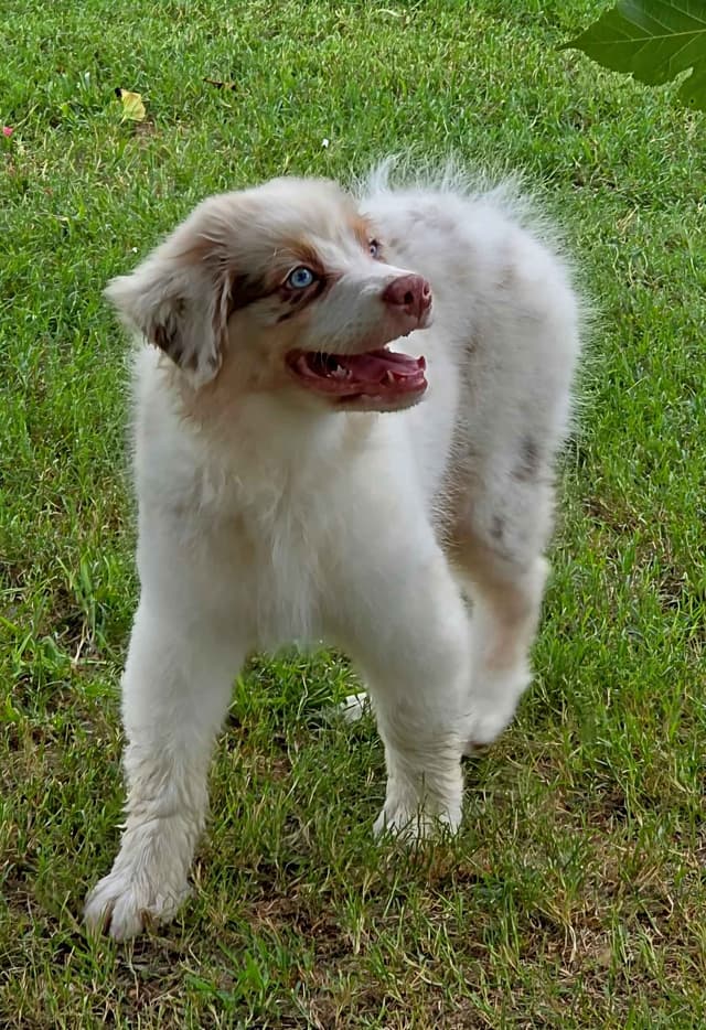 Australian Shepherd Puppies media 8