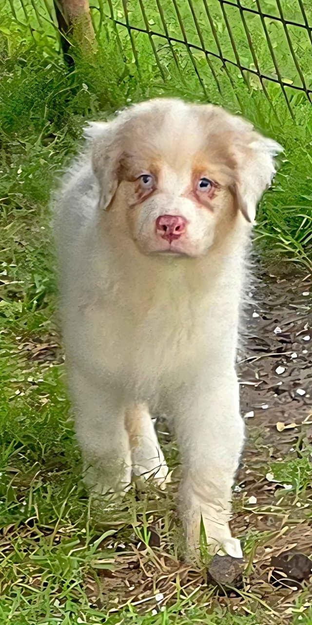 Australian Shepherd Puppies media 9
