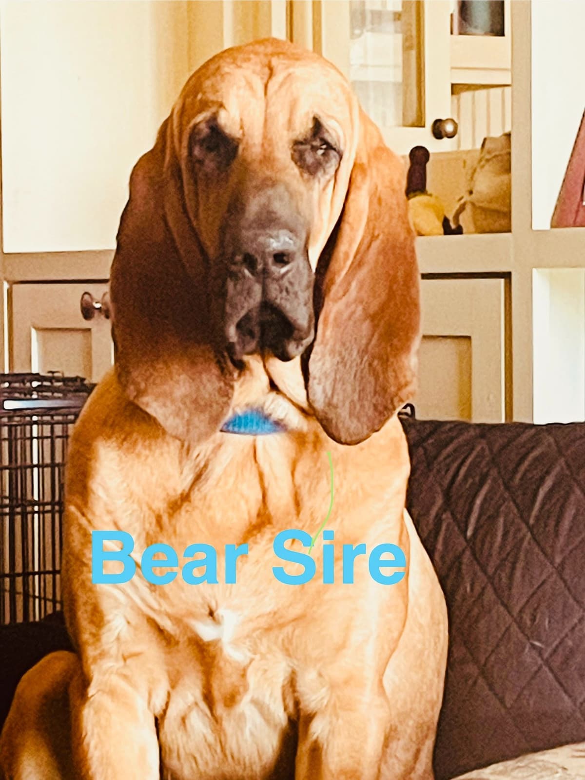 Bloodhound Puppies breeder image 3