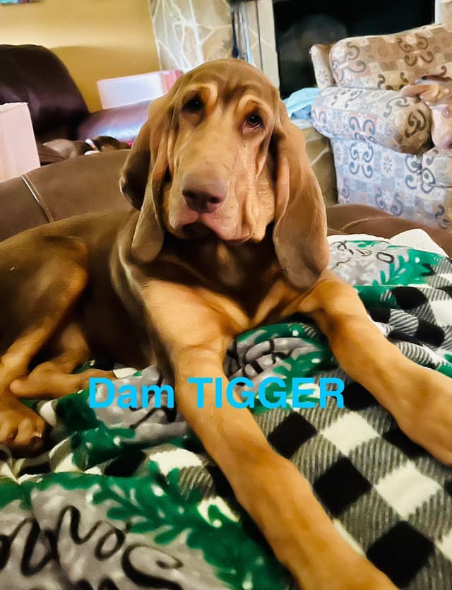 Bloodhound Puppies media 4