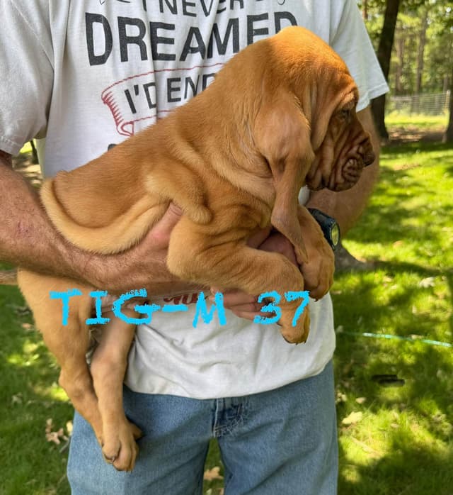 Bloodhound Puppies media 15