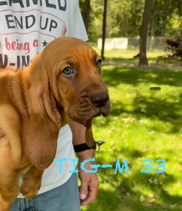 Bloodhound Puppies media 10