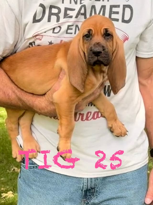 Bloodhound Puppies media 13