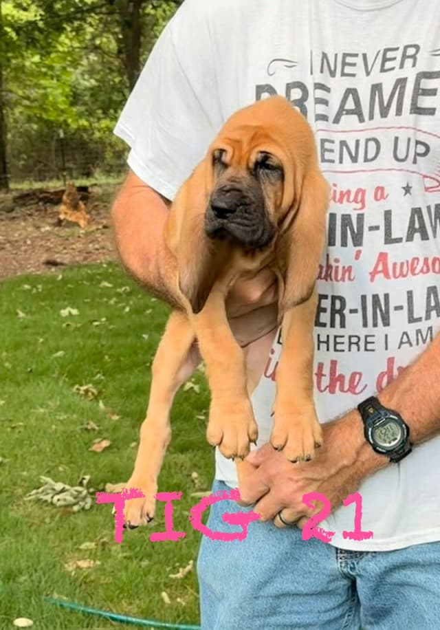 Bloodhound Puppies media 12