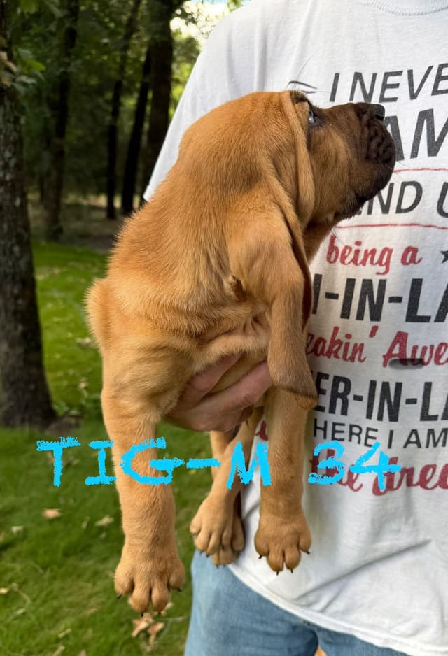 Bloodhound Puppies media 14