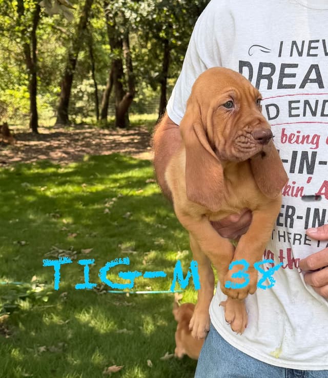 Bloodhound Puppies media 16