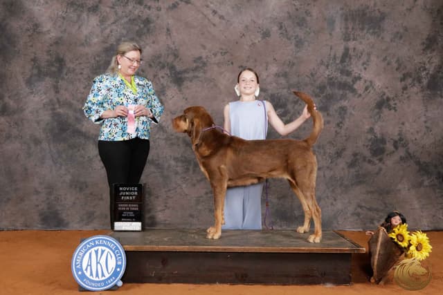 Bloodhound Puppies media 2