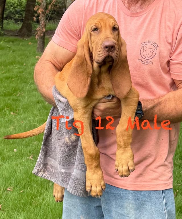 Bloodhound Puppies media 6