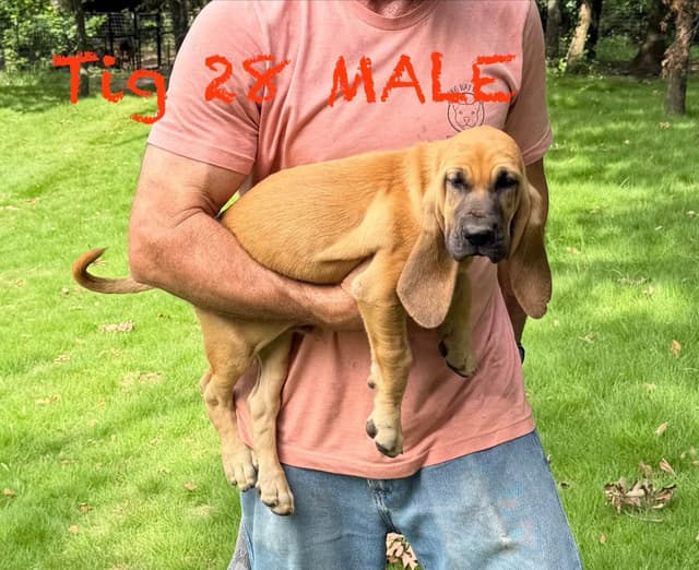 Bloodhound Puppies media 8