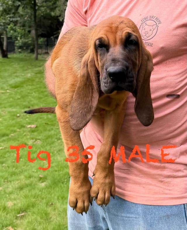 Bloodhound Puppies media 11