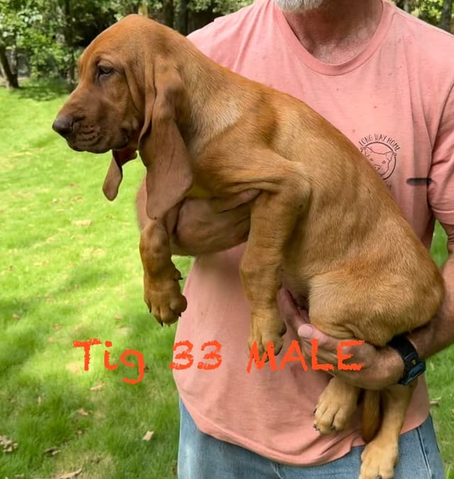 Bloodhound Puppies media 9
