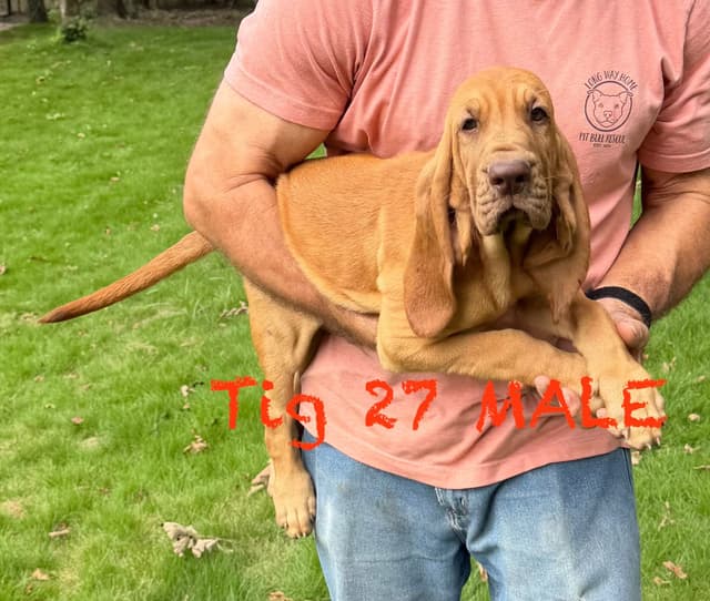 Bloodhound Puppies media 7
