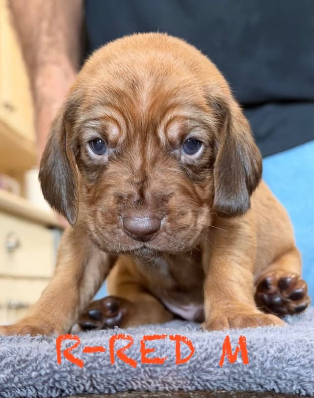 Bloodhound Puppies media 5