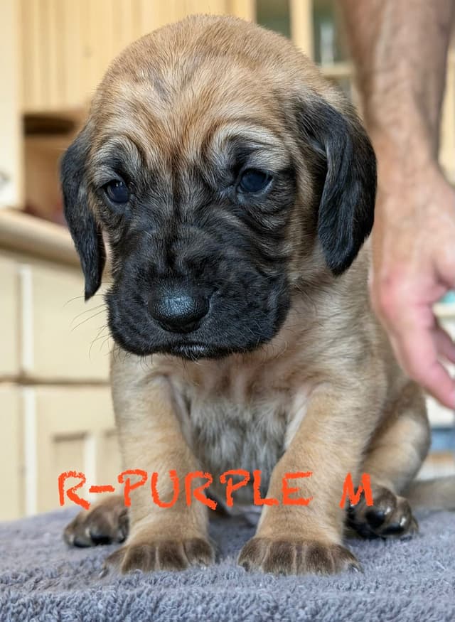 Bloodhound Puppies media 8