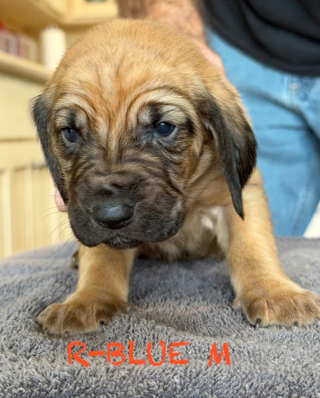 Bloodhound Puppies media 7