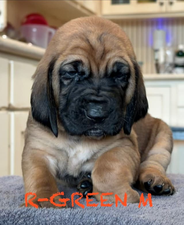 Bloodhound Puppies media 9