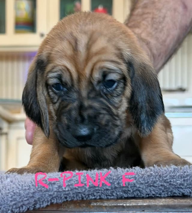 Bloodhound Puppies media 4