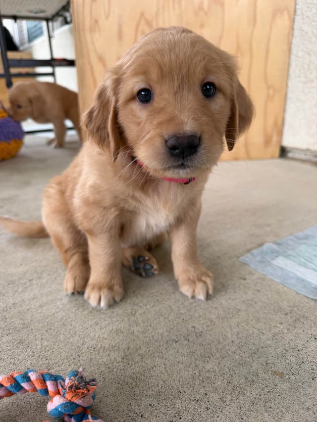 Golden Retriever Puppies media 2
