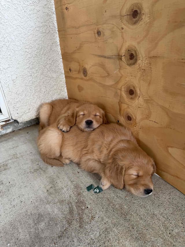 Golden Retriever Puppies media 3