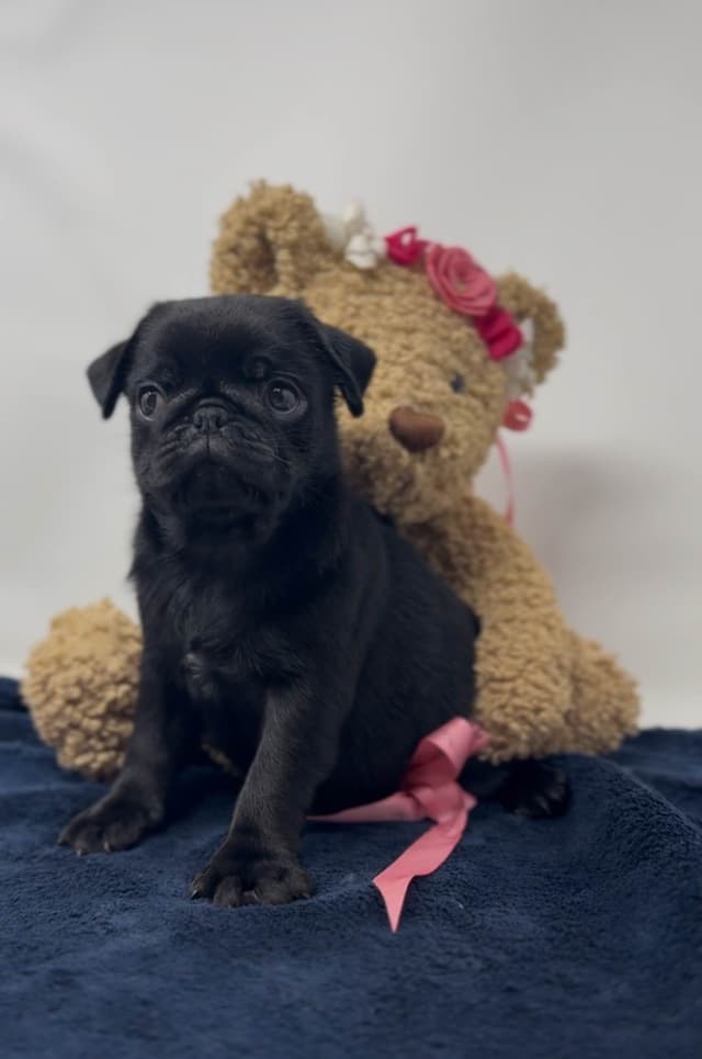 Pug Puppies media 2