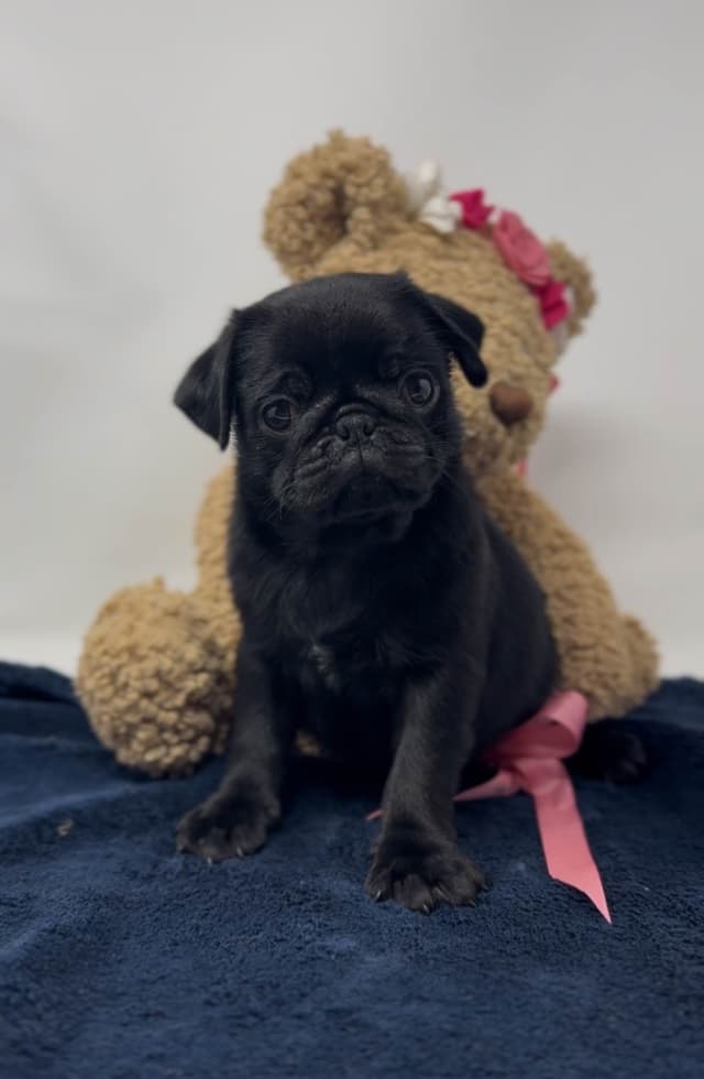 Pug Puppies media 3
