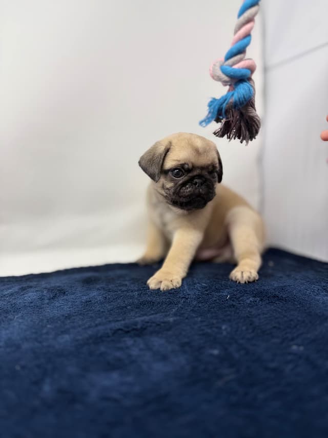 Pug Puppies media 6