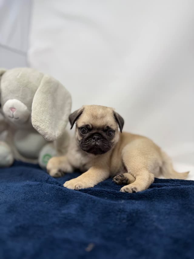 Pug Puppies media 5