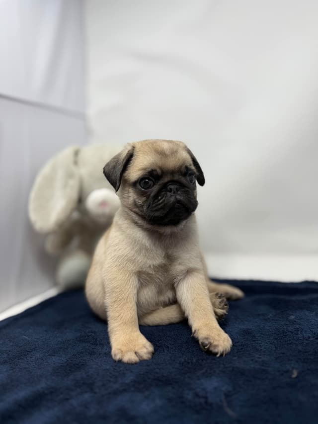 Pug Puppies media 4
