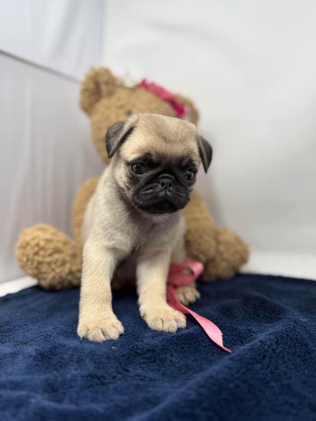 Pug Puppies media 7