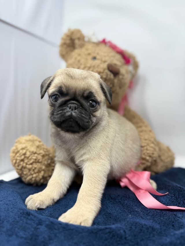 Pug Puppies media 10