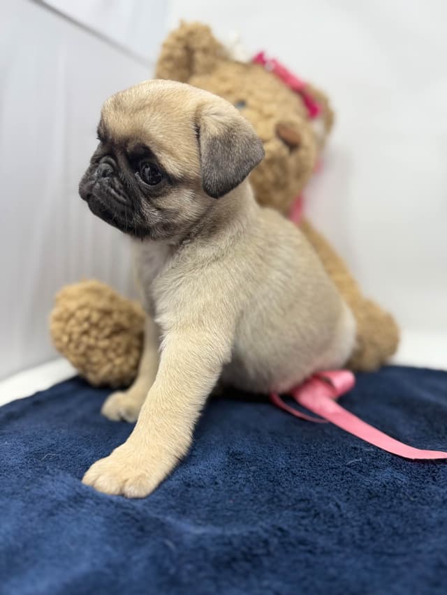 Pug Puppies media 8