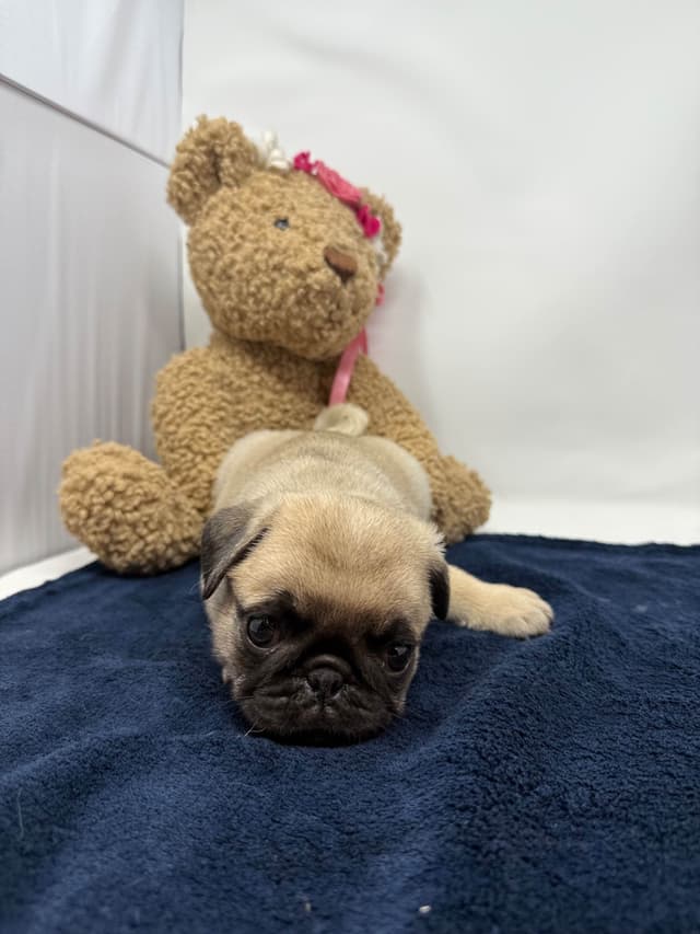 Pug Puppies media 9