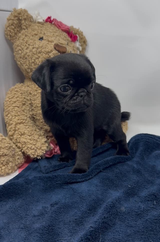 Pug Puppies media 11