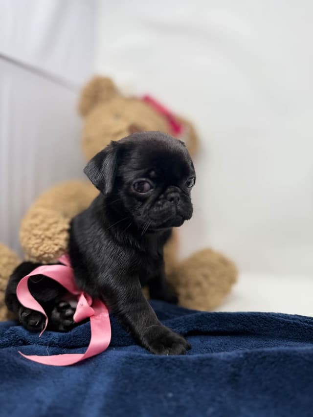 Pug Puppies media 12